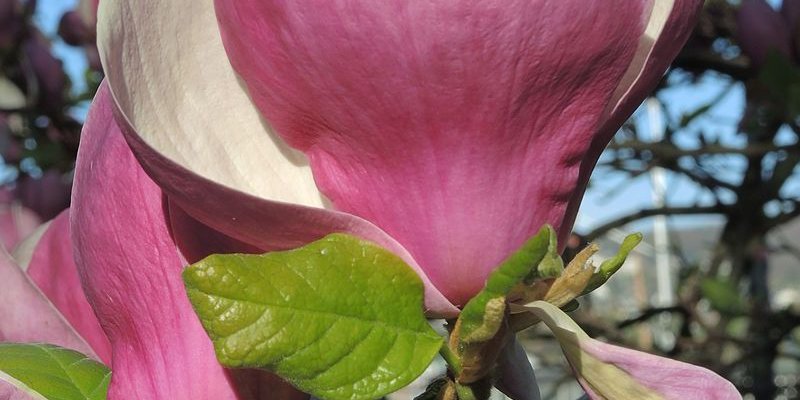 MAGNOLIA soulangeana 'Lennei' - Magnolia 'Lennei'
