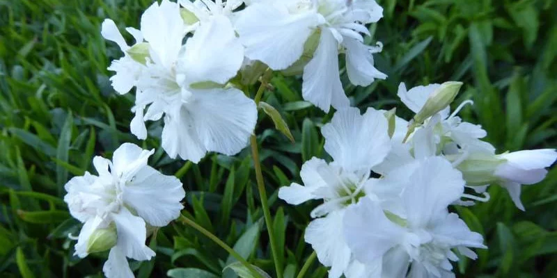 LYCHNIS viscaria 'Alba'