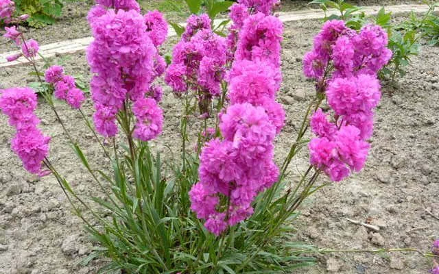 LYCHNIS viscaria 'Plena'