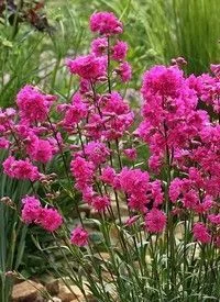 LYCHNIS viscaria 'Plena'