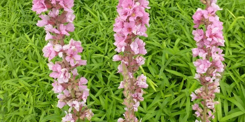 LYTHRUM salicaria 'Blush' - Salicaire