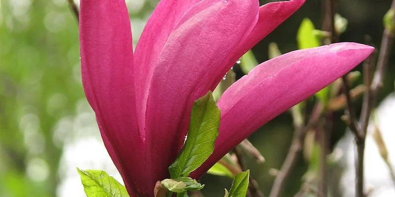 MAGNOLIA 'Susan' - Magnolia parfumé