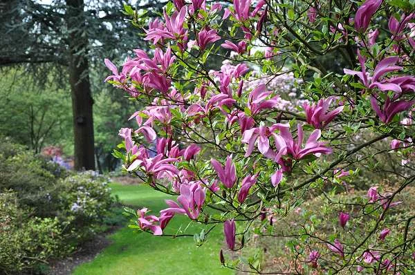 MAGNOLIA 'Susan' - Magnolia parfumé