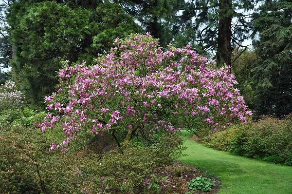 MAGNOLIA 'Susan' - Magnolia parfumé