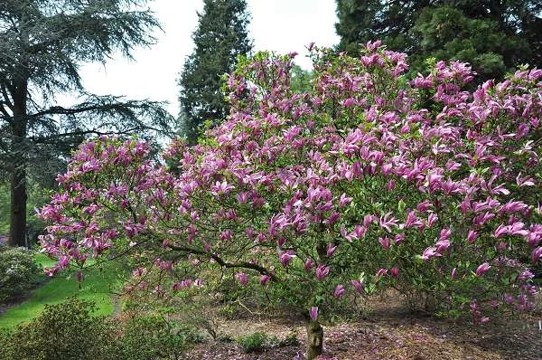 MAGNOLIA 'Susan' - Magnolia parfumé