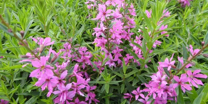 LYTHRUM virgatum 'Rose Queen' - Salicaire