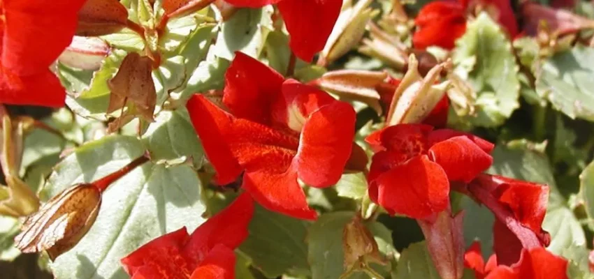MIMULUS 'Roter Kaiser' - Mimule