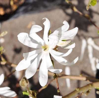 MAGNOLIA Stellata - Magnolia étoilé