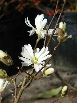 MAGNOLIA Stellata - Magnolia étoilé