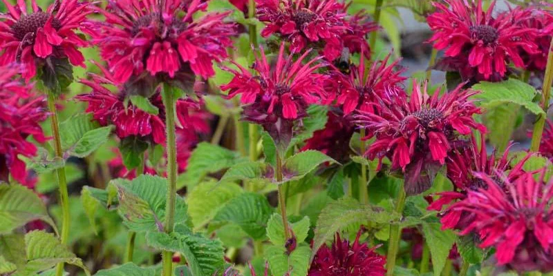 MONARDA 'Fireball'® - Monarde