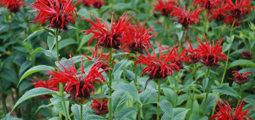 MONARDA 'Jacob Cline' - Monarde