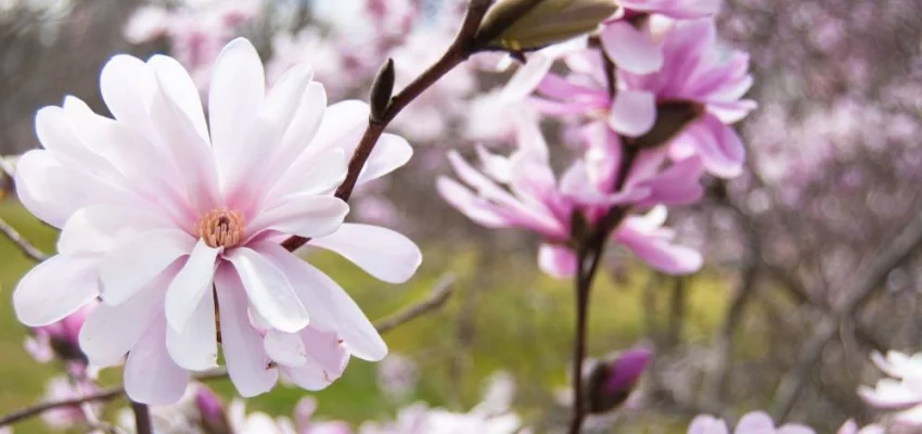 MAGNOLIA Stellata 'Royal Star' - Magnolia étoilé rose clair 'royal Star'
