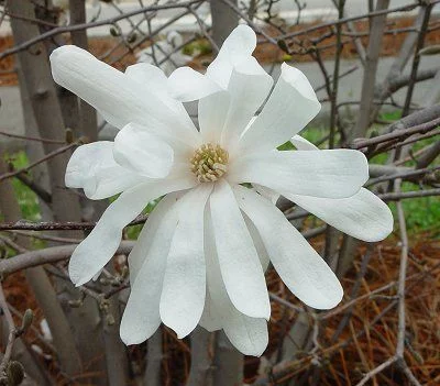 MAGNOLIA Stellata 'Royal Star' - Magnolia étoilé rose