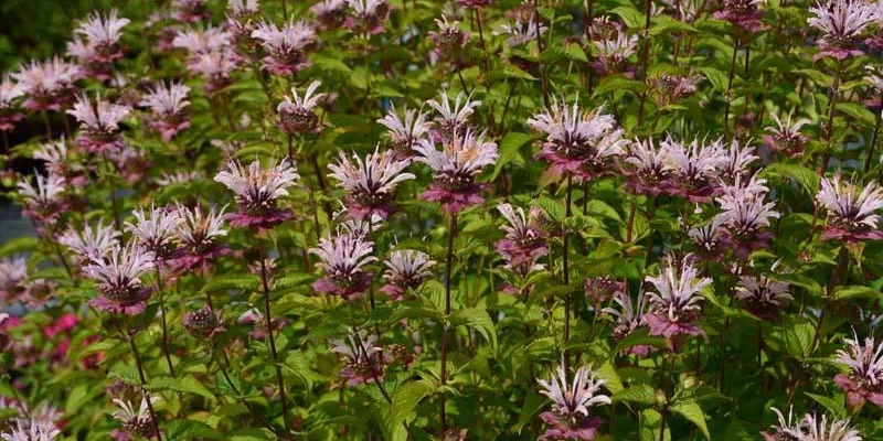 MONARDA 'Ou' Charm' - Monarde