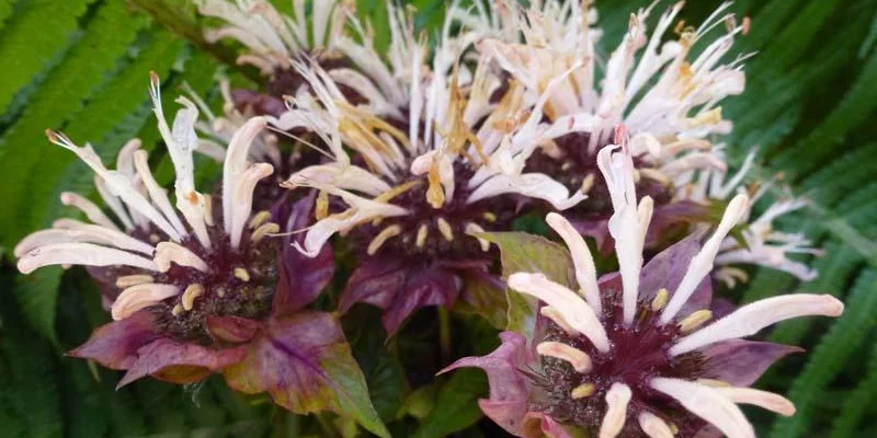 MONARDA 'Ou' Charm' - Monarde