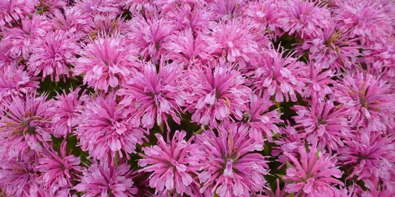 MONARDA 'Pardon Me Pink' - Monarde