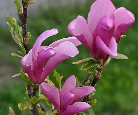 MAGNOLIA 'Liliflora Nigra' - Magnolia à fleurs de Lys 'Liliflora Nigra'