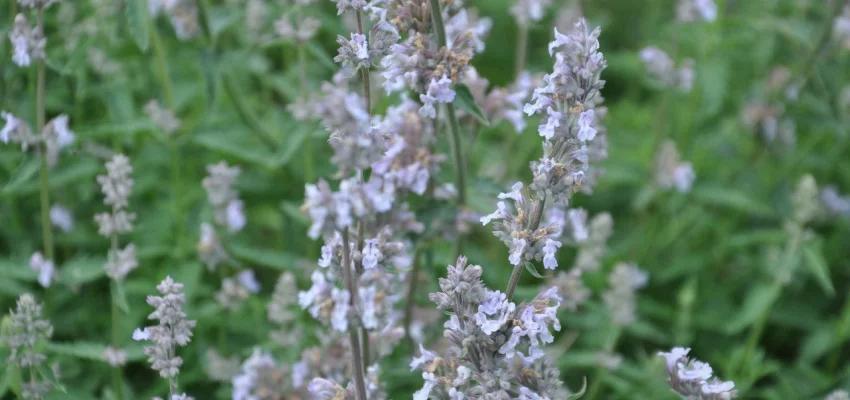 NEPETA faassenii 'Gletschereis' - Menthe aux Chats odorante