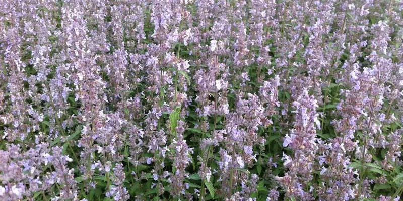 NEPETA faassenii 'Gletschereis' - Menthe aux Chats odorante