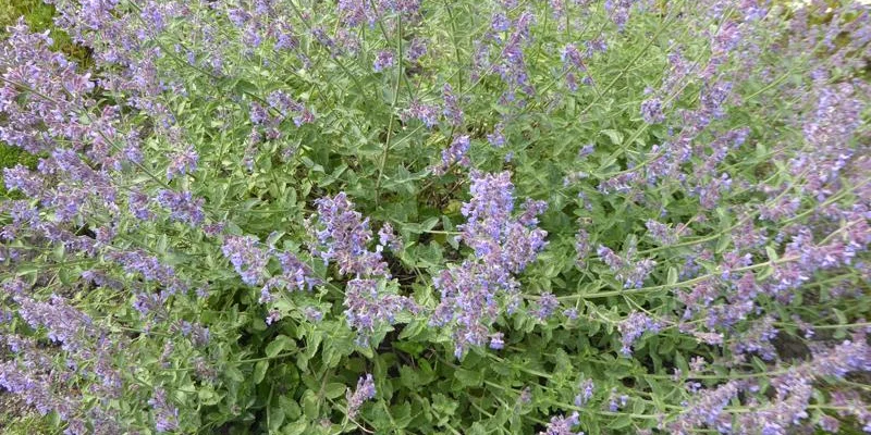 NEPETA faassenii 'Six Hills Giant Gold' - Menthe aux Chats odorante