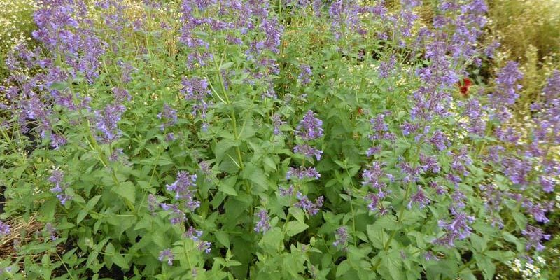 NEPETA grandiflora 'Dawn to Dusk' - Menthe aux chats