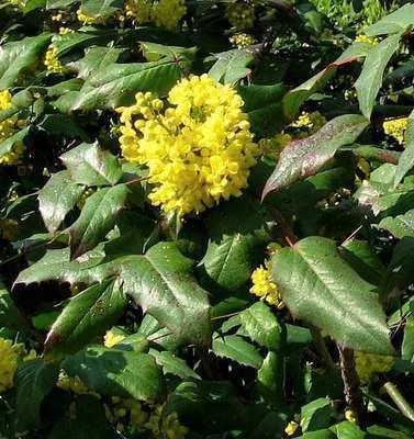 MAHONIA aquifolium - Mahonia à feuilles de houx