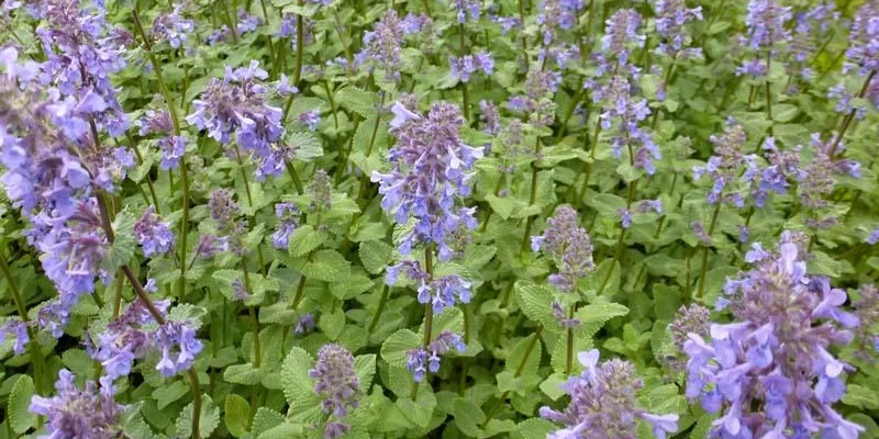 NEPETA grandiflora 'Zinser’s Giant' - Menthe aux chats