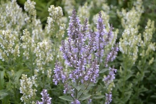 NEPETA nuda 'Accent' - Chataire