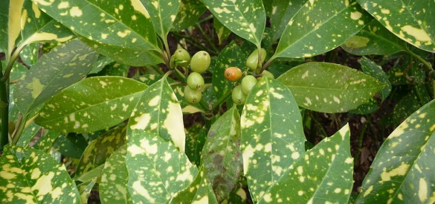 AUCUBA japonica 'Variegata' - Aucuba à feuilles panachées