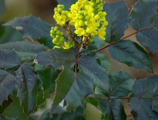 MAHONIA aquifolium 'Apollo' - Mahonia à feuilles de houx 'Apollo'