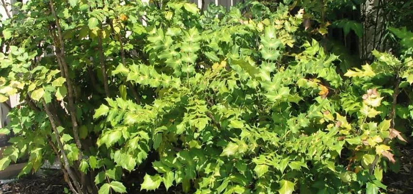 MAHONIA japonica 'Bealei' - Mahonia japonais Bealei