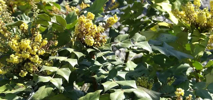 MAHONIA japonica 'Bealei' - Mahonia japonais Bealei