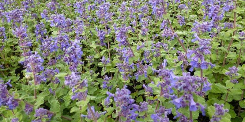 NEPETA racemosa 'Little Titch' - Chataire