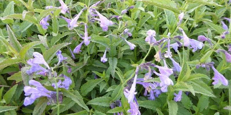 NEPETA sibirica 'Souvenir d'André Chaudron'