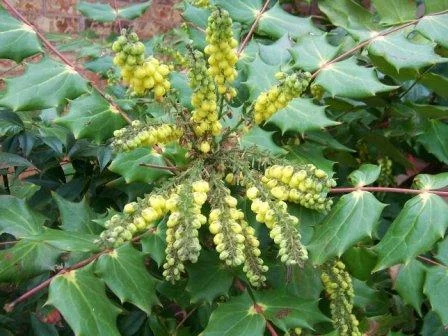 MAHONIA japonica 'Hivernant' - Mahonia japonais Hivernant