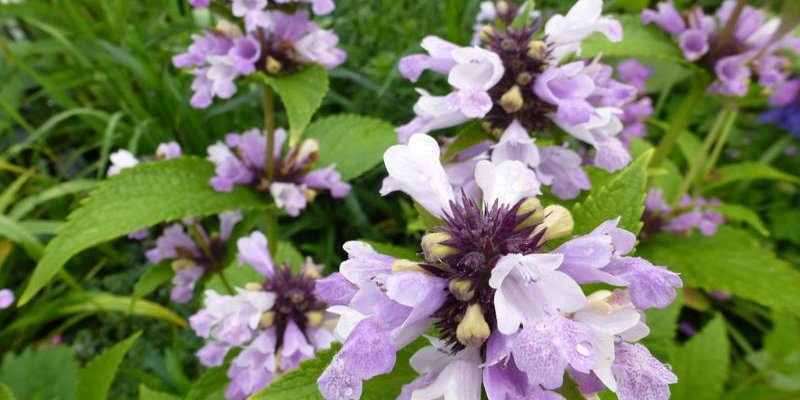 NEPETA subsessilis 'Sweet Dreams' - Chataire