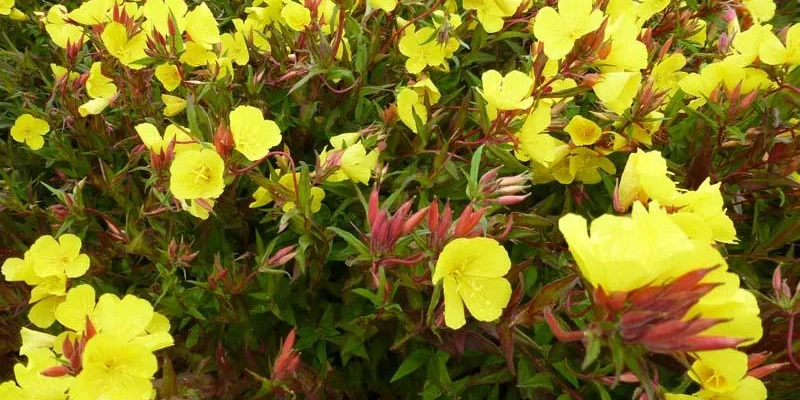 OENOTHERA fruticosa 'Erica Robin' - Oenothère