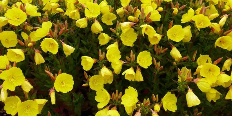 OENOTHERA fruticosa 'Michelle Ploeger'