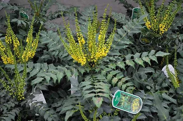 MAHONIA media 'Charity' - Mahonia 'Charity'