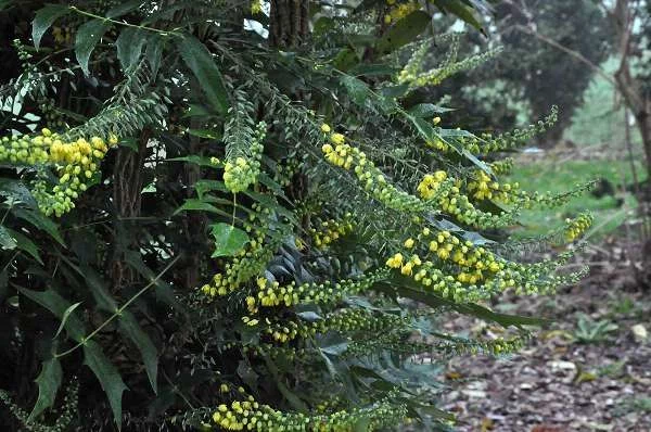 MAHONIA media 'Charity' - Mahonia 'Charity'