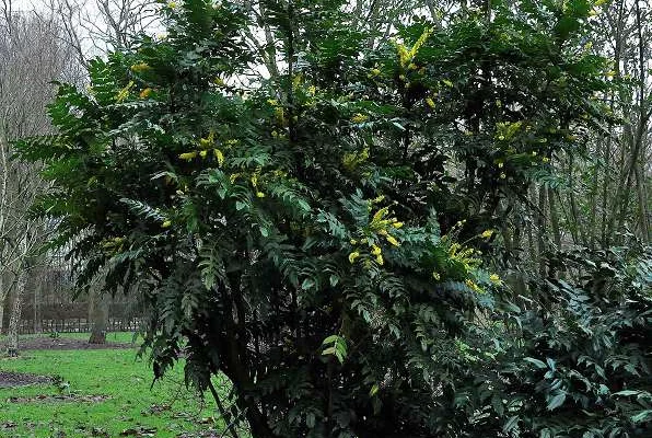 MAHONIA media 'Winter Sun' - Mahonia  'Winter sun'