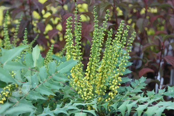 MAHONIA media 'Winter Sun' - Mahonia 'Winter sun'