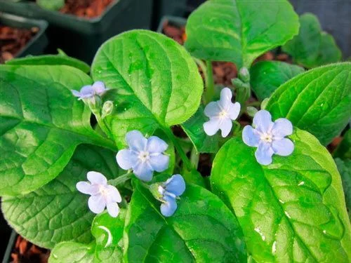 OMPHALODES verna 'Elfenauge'