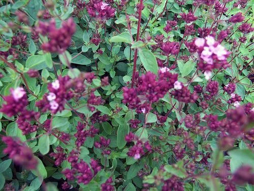 ORIGANUM laevigatum 'Hopleys' - Origan