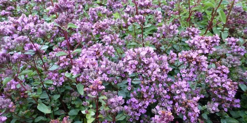 ORIGANUM laevigatum 'Hopleys' - Origan