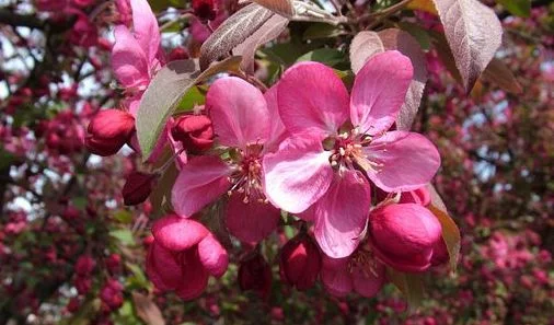 MALUS X 'Coccinella' - Pommier à fleurs, pommier d'ornement