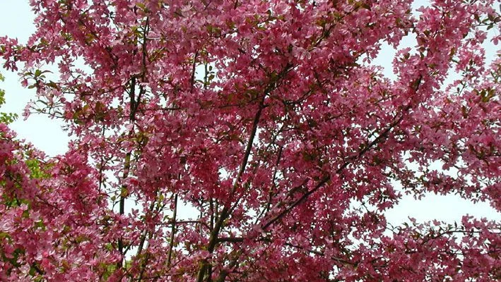 MALUS X 'Coccinella' - Pommier à fleurs, pommier d'ornement