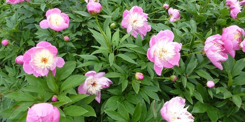 PAEONIA lactiflora 'Bowl of Beauty' - Pivoine de Chine