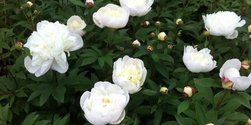 PAEONIA lactiflora 'Immaculée' - Pivoine de Chine