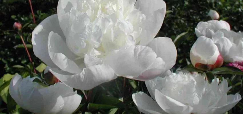 PAEONIA lactiflora 'Immaculée' - Pivoine de Chine